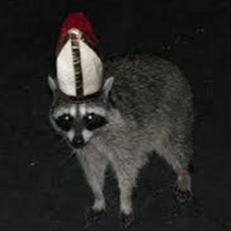 raccoon pope.jpg