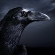 Corvidae