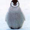 Emperor Penguin Rikkar